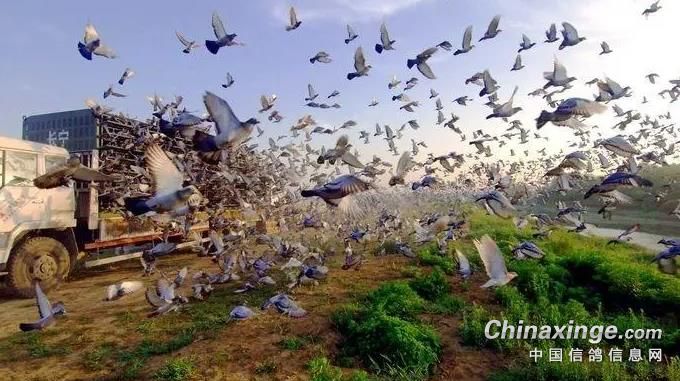 华体会官网-比利时足球俱乐部在国际舞台上交出亮眼成绩